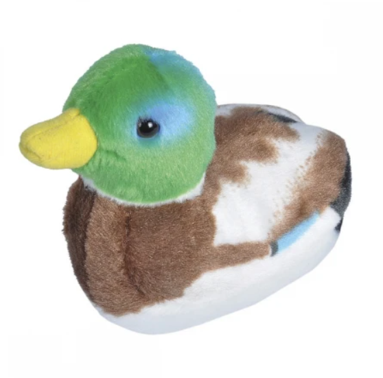 MALLARD DUCK WITH SOUND
