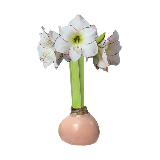 PICASSO GOSSAMER PINK WAX BASE AMARYLLIS BULBS