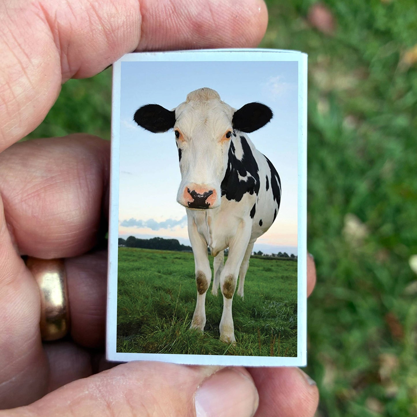 Matches - Cow Matchboxes