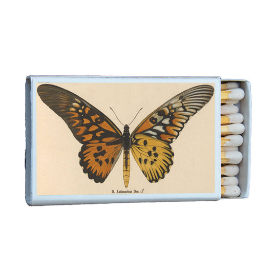 Matches - Butterfly Antimachus