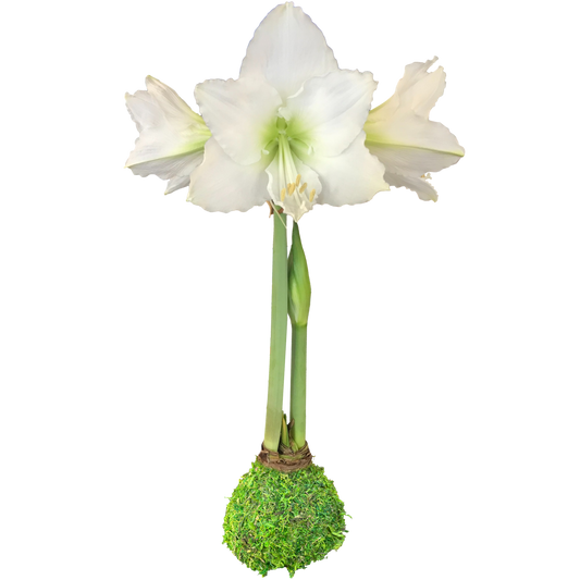 White Flower Moss Amaryllis