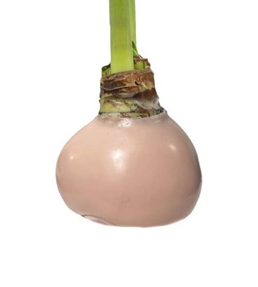 Luna Amaryllis With Gossamer Pink Wax Base