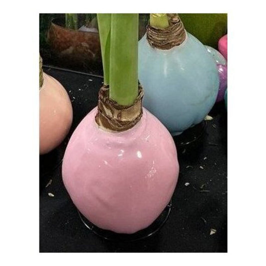 Cherry Blossom Pink Wax Clear Lacquer 36cm
