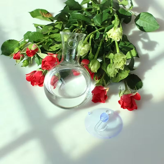 WINDOW PLANT PROPAGATION