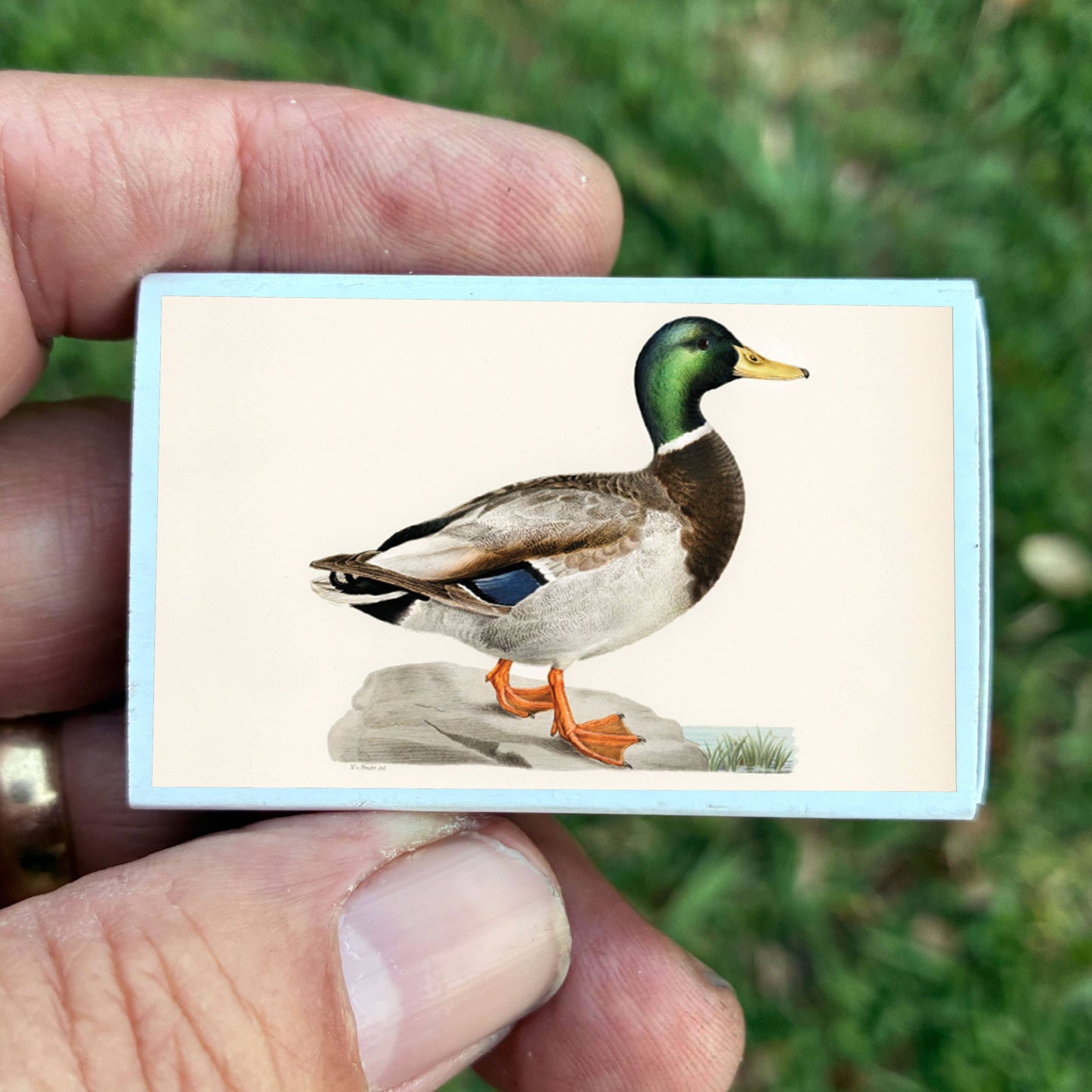Matches - Mallard Duck